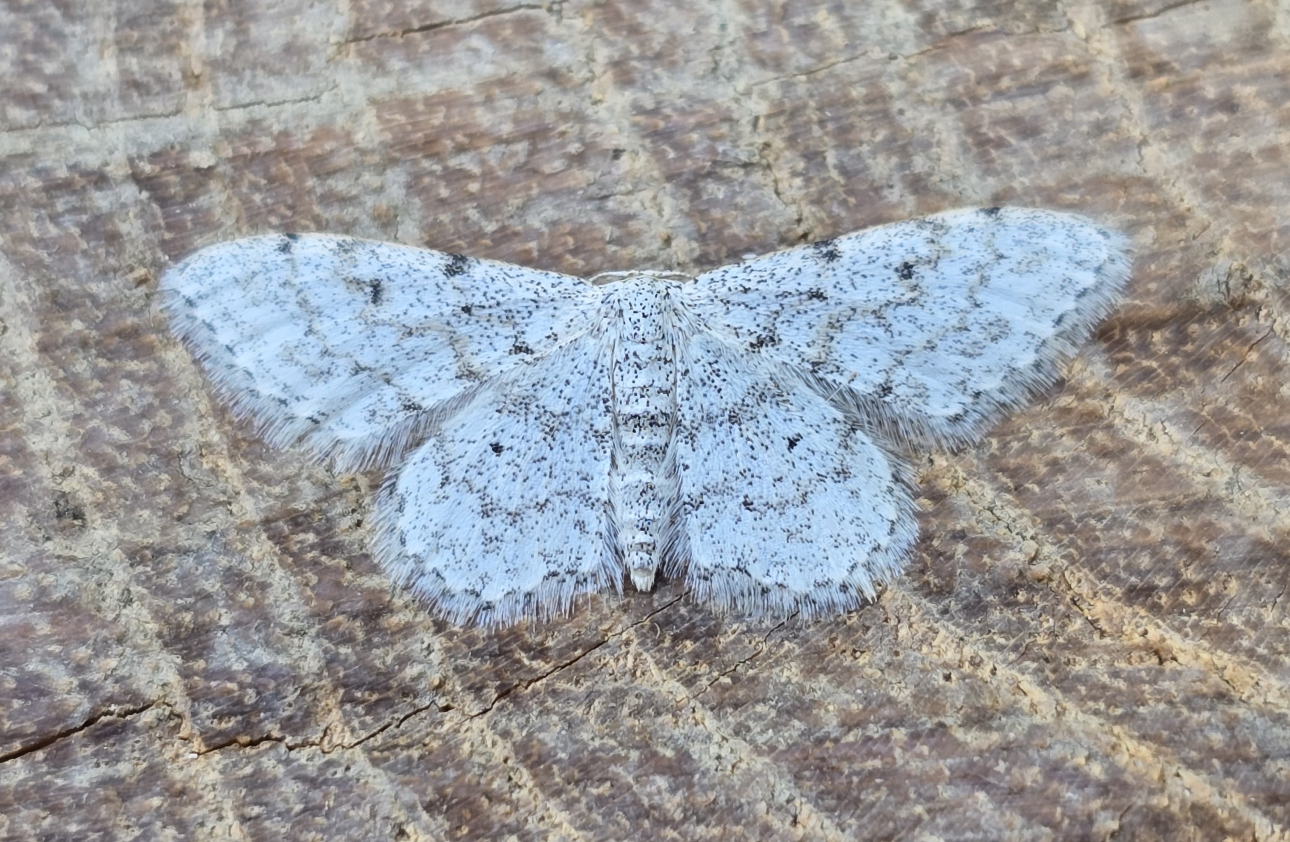 Photo of Idaea camparia